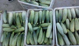 新沂网红吃瓜事件真相揭秘,揭秘背后真相与争议